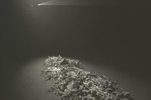 Hungry Ghosts Negative 36A