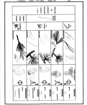   LE MOUSTIQUE PACIFIQUE, 1999   , page 16